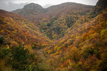 Fototapeta premium colorful forest in autumn , colorful autumn season background