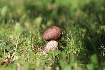 Mushroom  with bright sunlight