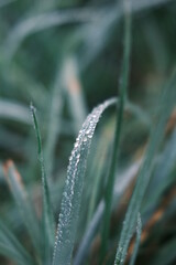 dew on grass