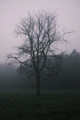 tree in fog