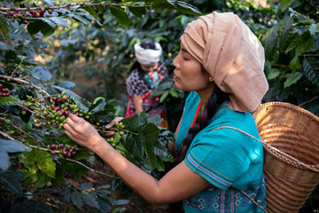 Young women in traditional Asian costumes collect Arabica coffee beans in the mountains in Chiang...