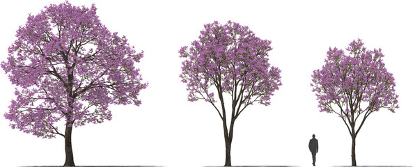 trees pink trumpet tree blooming hq arch viz cutout © Mathias Weil