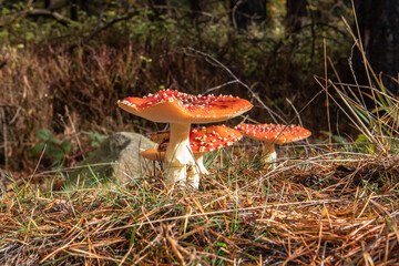 toadstools