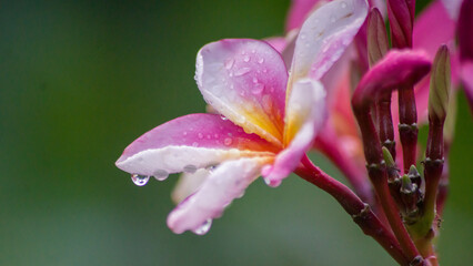 close up of a flower