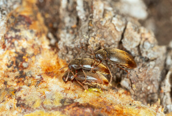 Three Orchesia micans beetles mating behavior