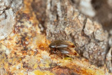 False darkling beetles, Orchesia micans mating on fungi