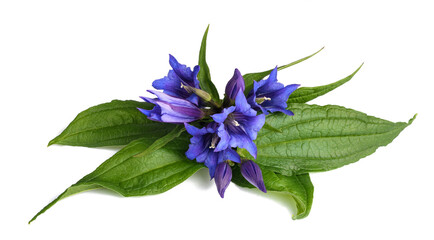 Naklejka premium Willow gentian flowers