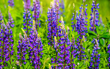 Blue lupine blooms on a forest glade
