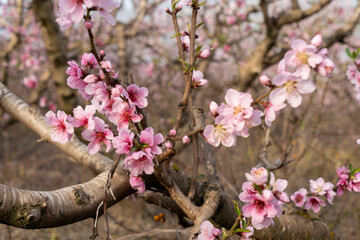 A peach orchard in full bloom
