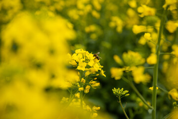 Beautiful spring flowers background. Spring time is comig