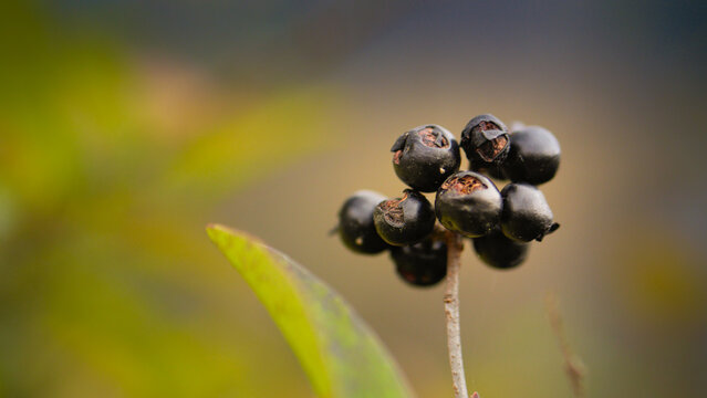 Macro Shot of Black Wild Privet Berries, Ligustrum Vulgare in Autumn Forest, 4K
