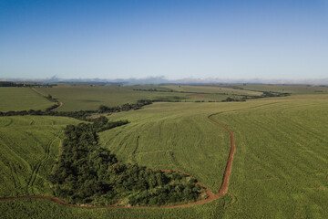 drone view of a cornfield