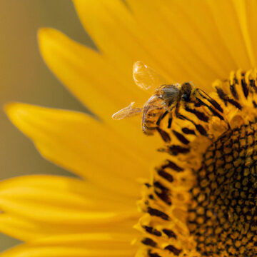 realistic bee on sunflower