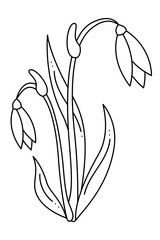 Snowdrop doodle second. Hand drawn outline vector illustration.