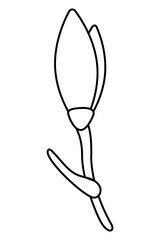 Snowdrop flower doodle second. Hand drawn outline vector illustration.