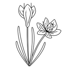 Crocus, saffron doodle. Hand drawn outline vector illustration.