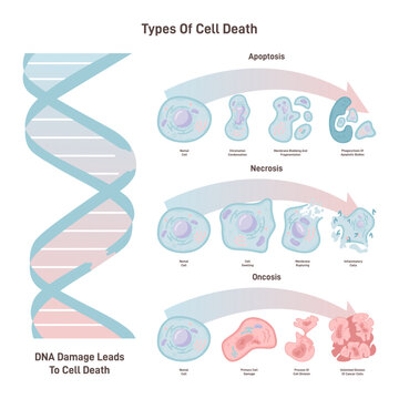 Cell death types: general differences between cell death processes.