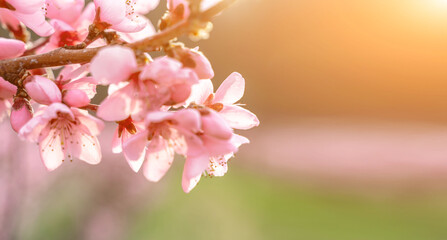 Garden peach flowers. Peach tree with pink flowers on a spring day. The concept of gardening,...