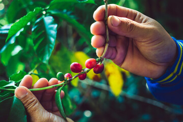 harvesting coffee berries by agriculturist hands, red coffee beans ripening in hand farmer, fresh coffee, red berry branch,  agriculture on coffee tree