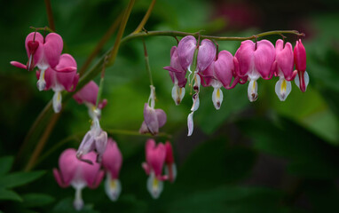 Bleeding Hearts