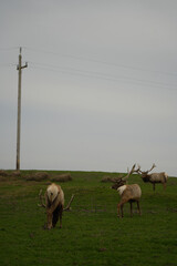 herd of elks