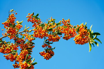 Branch of a tree with orange rowan berries with a blue sky in the background.
