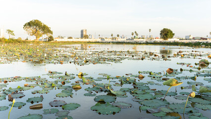 Lotus Pool Farm Near Phnom Penh City