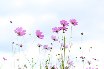 Beauty pink cosmos flower blooming in the field on natural background.