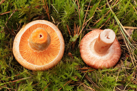 Comparison of mushrooms, which from above are easy to confuse. On the left is the tasty and edible mushroom saffron milk cap and on the right is the conditionally edible woolly milkcap.