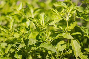 Fototapeta na wymiar Holy basil, Sacred basil. Thai basil , Ocimum sanctum L ,Green leaves and small flowers of Ocimum tenuiflorum or Ocimum sanctum.