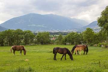 Horses in Lienz Dolomites in Austria. East Tyrol