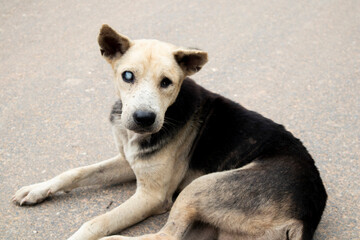A blind dog lying on the street