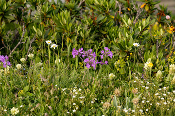 Sochi, Krasnaya Polyana.purple meadow flowers