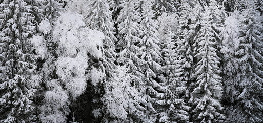 Close-up of a dense forest covered with snow; branches of large spruce trees in winter