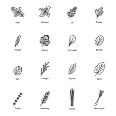Set of icons of culinary herbs, vector illustration