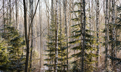 Forest background in winter  rarely growing birch, aspen and coniferous trees © Dainis