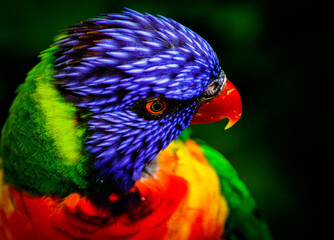 rainbow lorikeet parrot