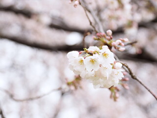 曇り空に咲く桜
