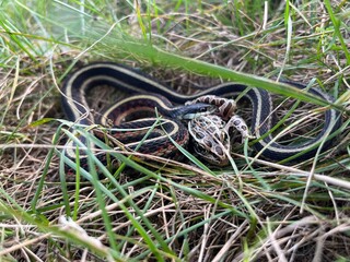snake & frog meal time 