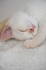 Fototapeta na wymiar Schlafendes süßes Britisch Kurzhaar Colorpoint Kätzchen
