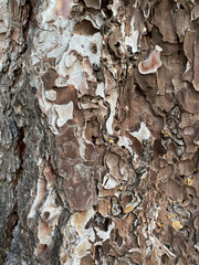 Pine  Tree bark texture. background natural