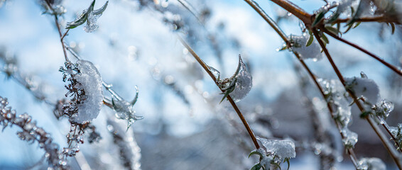 tree covered with ice in winter and blured landscape