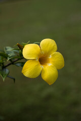 Golden trumpet flower (yellow allamanda)