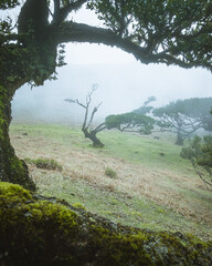 Mystischer Ast eines Lorbeerbaumes im Nebel Fanal Madeira