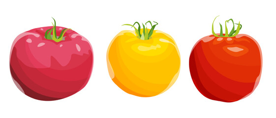 Different varieties of tomatoes, pink, yellow and red tomatoes. Bright juicy vegetable, vector isolated image on white background.