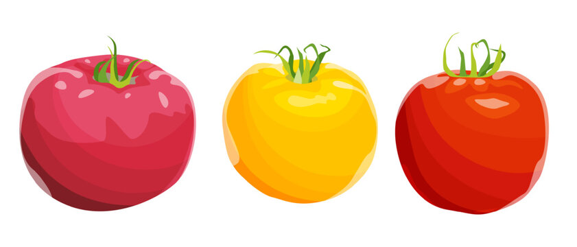 Different varieties of tomatoes, pink, yellow and red tomatoes. Bright juicy vegetable, vector isolated image on white background.