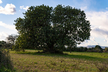 Carob tree, Ceratonia siliqua, island of Mallorca