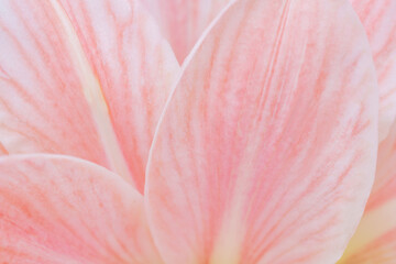 Close-up macro soft focus on petal pink Amaryllis flowers tropical forest plant blossom pastel...