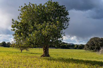 Carob tree, Ceratonia siliqua, island of Mallorca