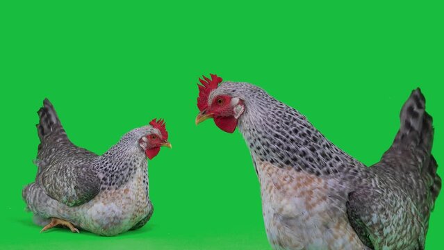 portrait of a chicken on a green screen in the background chickens peck grain